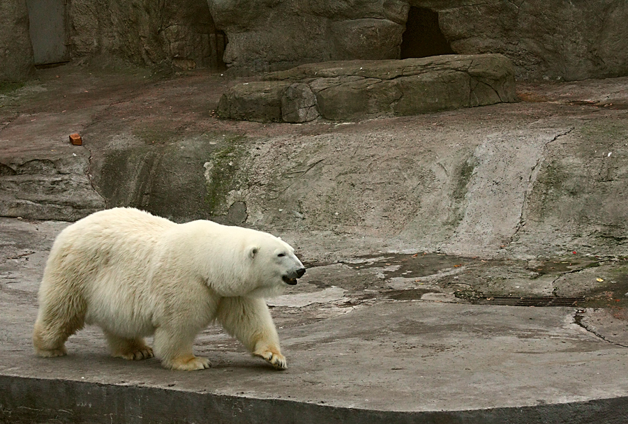 Фото жизнь (light) - Alexander Martynov - корневой каталог - Мишка, знакомый мой!