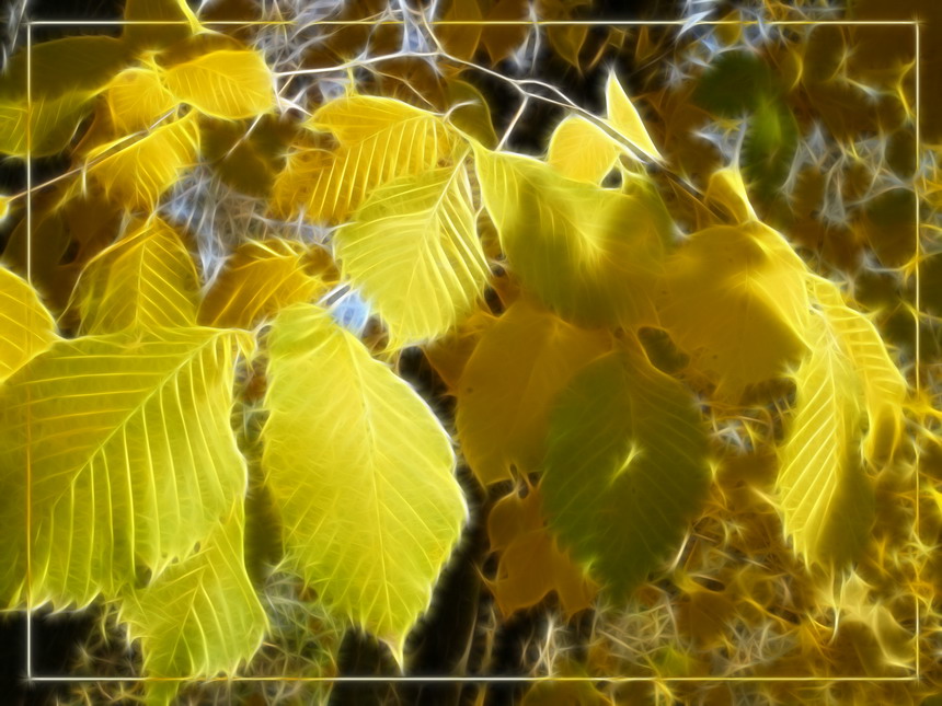 Фото жизнь (light) - natashulpinova - Обработанные фотографии - Листья желтые