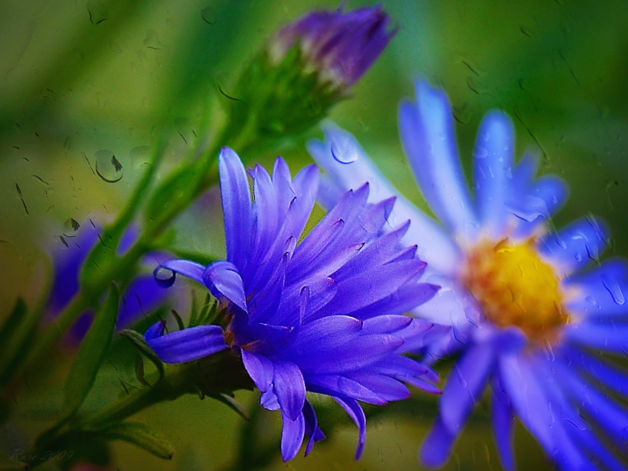 Фото жизнь (light) - Raisa Rare - Цветочки. Ягодки. - Сентябринки.