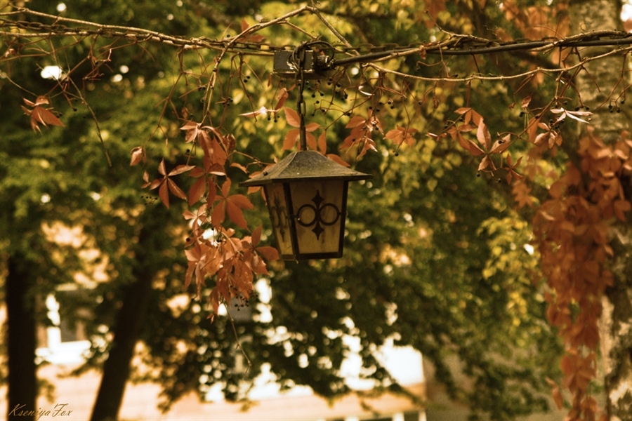 Light of the autumn