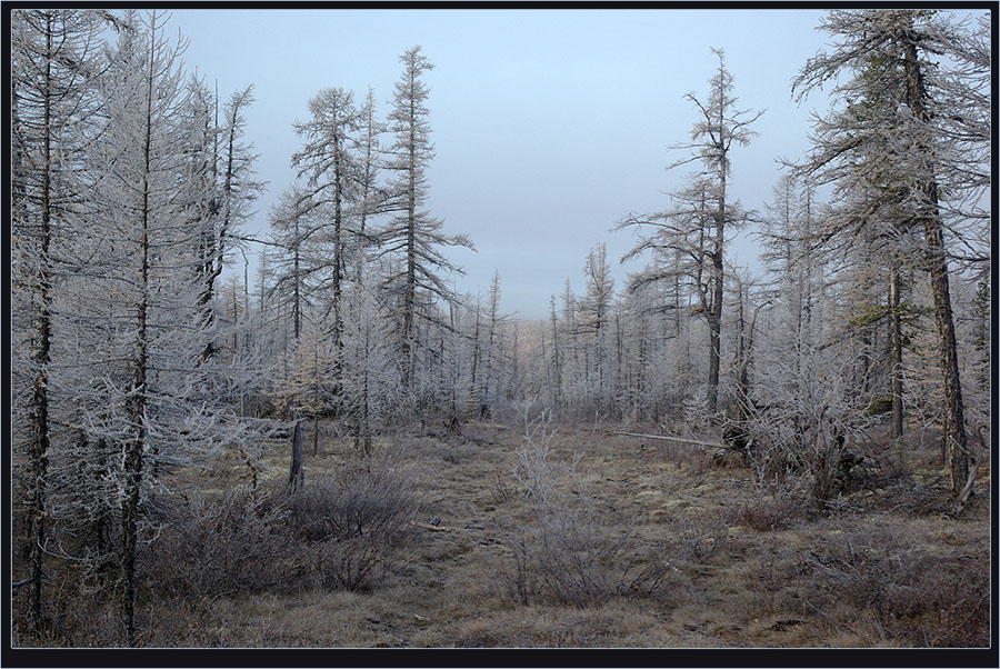 Фото жизнь (light) - Виктор Солодухин - Осенние краски тайги - Серебряная тайга