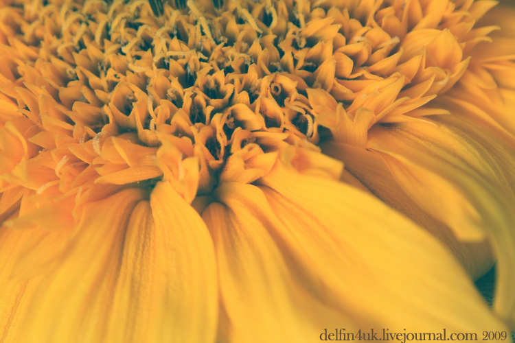 Фото жизнь (light) - Delfin4uk - корневой каталог - Сон о цветке