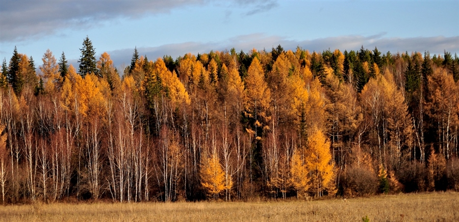 осень в лесу