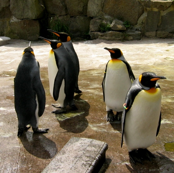 Фото жизнь - yula - Живность - Императорские пингвины