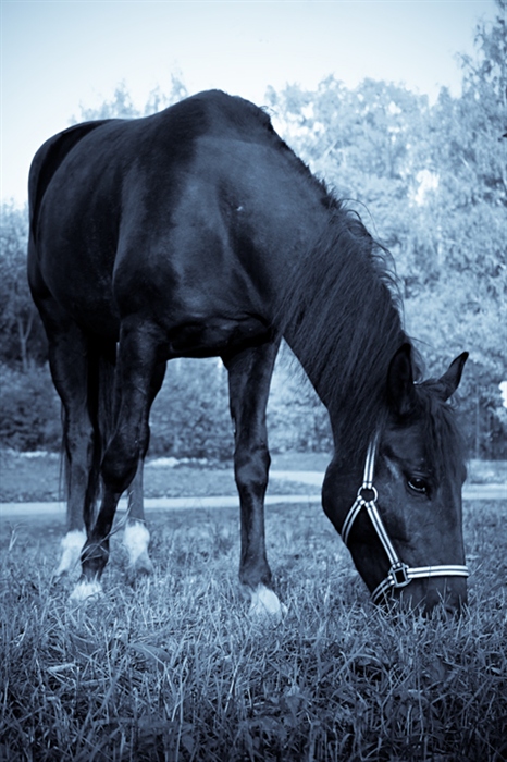 Фото жизнь (light) - Melanie - [эти забавные Ж] - black horse