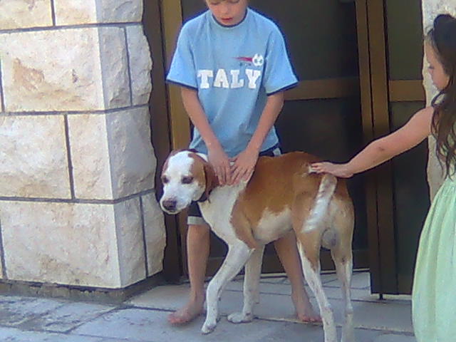 Фото жизнь (light) - Ян Танкевич - Так как видят это дети (Детишки учатся фотографировать. Пожалуйста эти работы оценивайте немного иначе, так как взрослых людей понимание и миравозрение о жизни больше оценивается как взгляд с "высока", требования высоких точностей и максимального качества. Здесь фотографии 8-и и 10-и лет детишек). - Друг человека