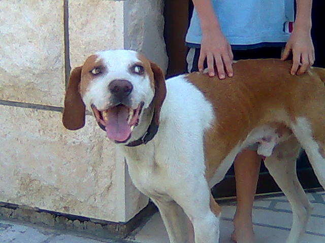 Фото жизнь (light) - Ян Танкевич - Так как видят это дети (Детишки учатся фотографировать. Пожалуйста эти работы оценивайте немного иначе, так как взрослых людей понимание и миравозрение о жизни больше оценивается как взгляд с "высока", требования высоких точностей и максимального качества. Здесь фотографии 8-и и 10-и лет детишек). - - не понимаю... и зачем собаке 5-ая нога.... )))