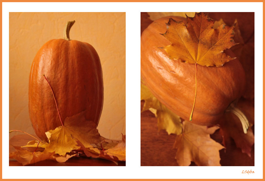 Фото жизнь (light) - Sdoba - корневой каталог - pumpkin