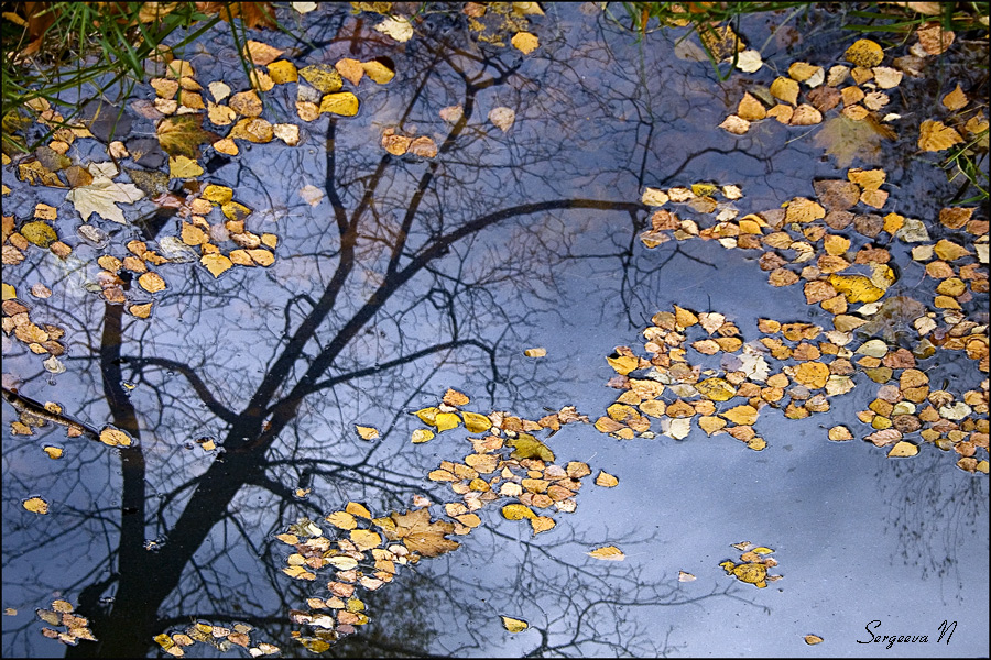 Фото жизнь (light) - Sergeeva N - Отражения и тени - Грустное дерево...