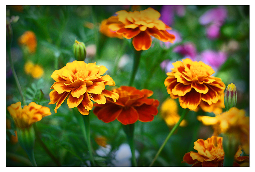 Фото жизнь (light) - Kostya_KA - всякая всячина... - marigolds