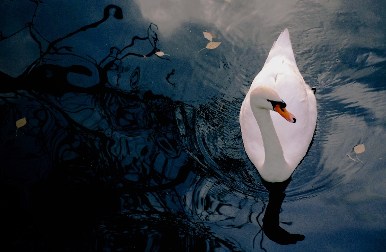 Фото жизнь - Виктор Зотов - Животные - Белый Лебедь