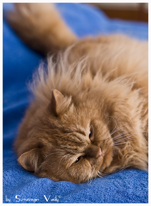 Фото жизнь (light) - fen - cards - cat