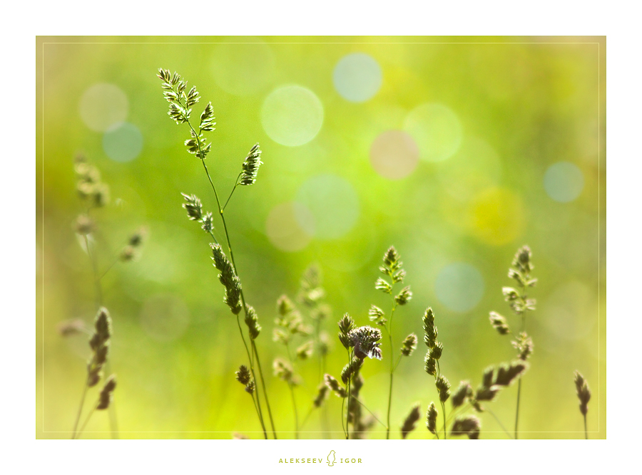 Фото жизнь (light) - Алексеев Игорь - корневой каталог - ***