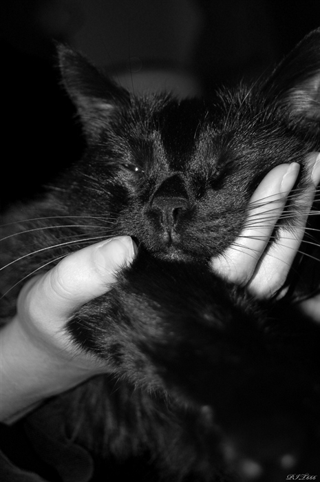про сон чёрного кота