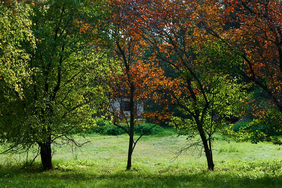этюд с осенним садом