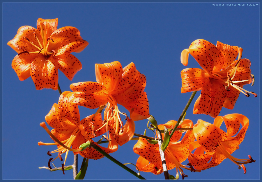Фото жизнь (light) - photoprofy - FLOWERS - Тигровые лилии.