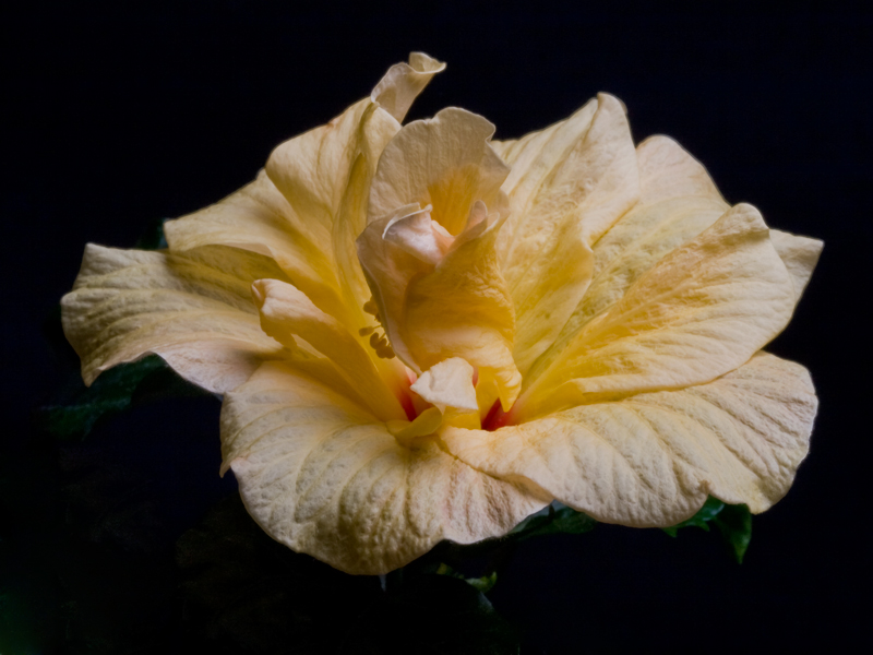 Фото жизнь (light) - Fotokritik - корневой каталог - Китайская роза