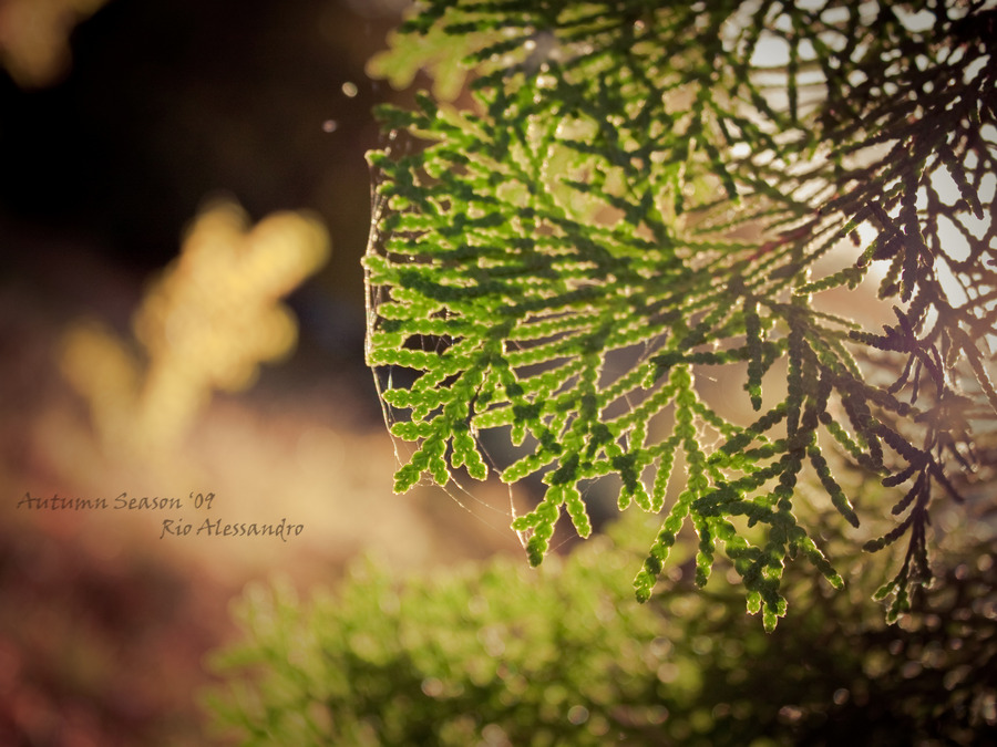 Фото жизнь (light) - Alexander Jeldakoff - Color Of Nature - Sunlight Magic