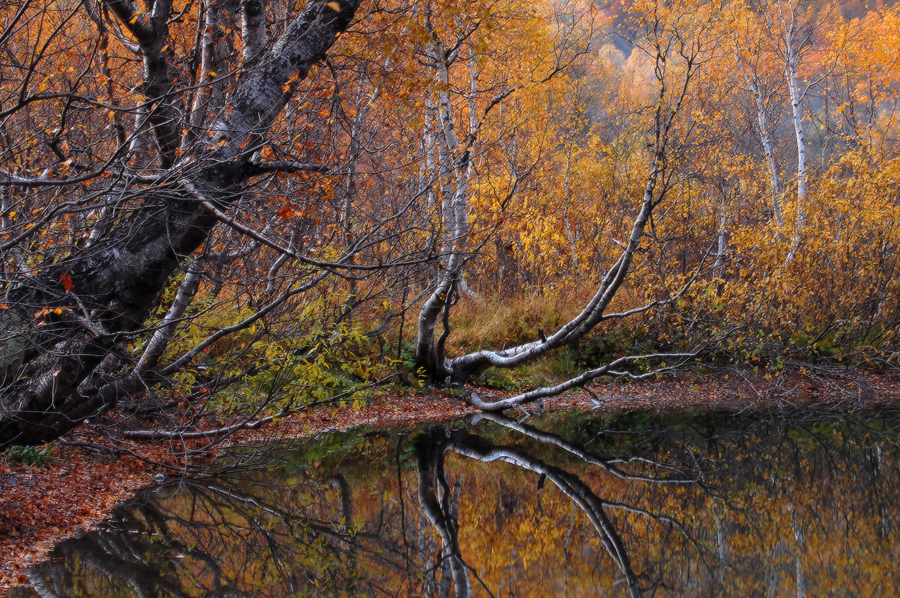 Фото жизнь (light) - ronya - корневой каталог - Криволесье