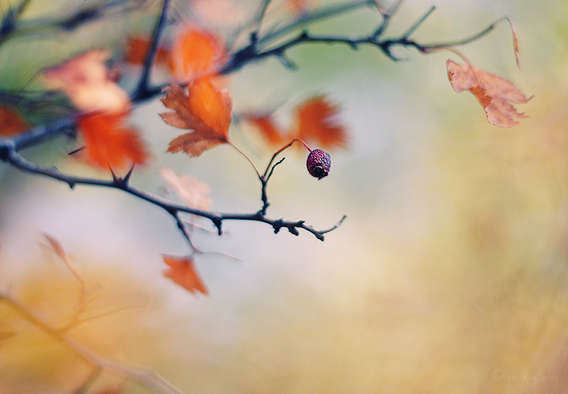 Фото жизнь (light) - Ольга Мазлова - макро, цветочки - осень