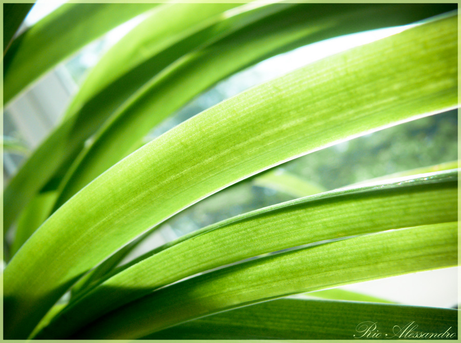 Фото жизнь (light) - Alexander Jeldakoff - Color Of Nature - Evergreen