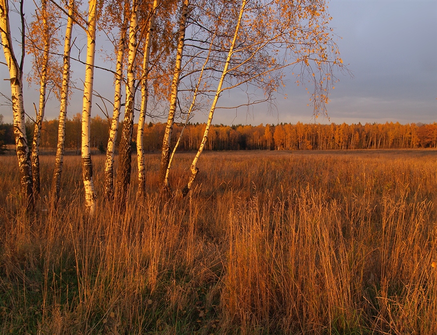 Фото жизнь
