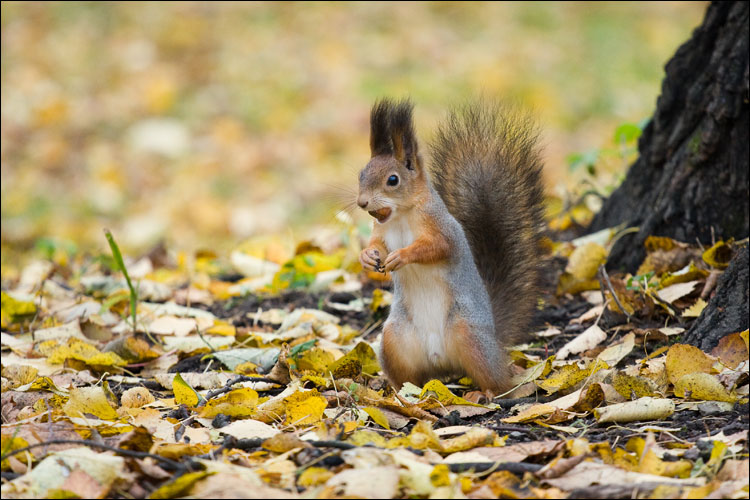 Фото жизнь (light) - Дмитрий Застер - корневой каталог - Разведка