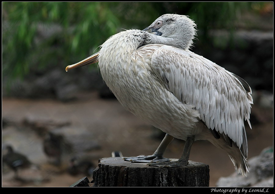 Фото жизнь (light) - Leonid_L - Птички - мокнущий под дождём пеликан