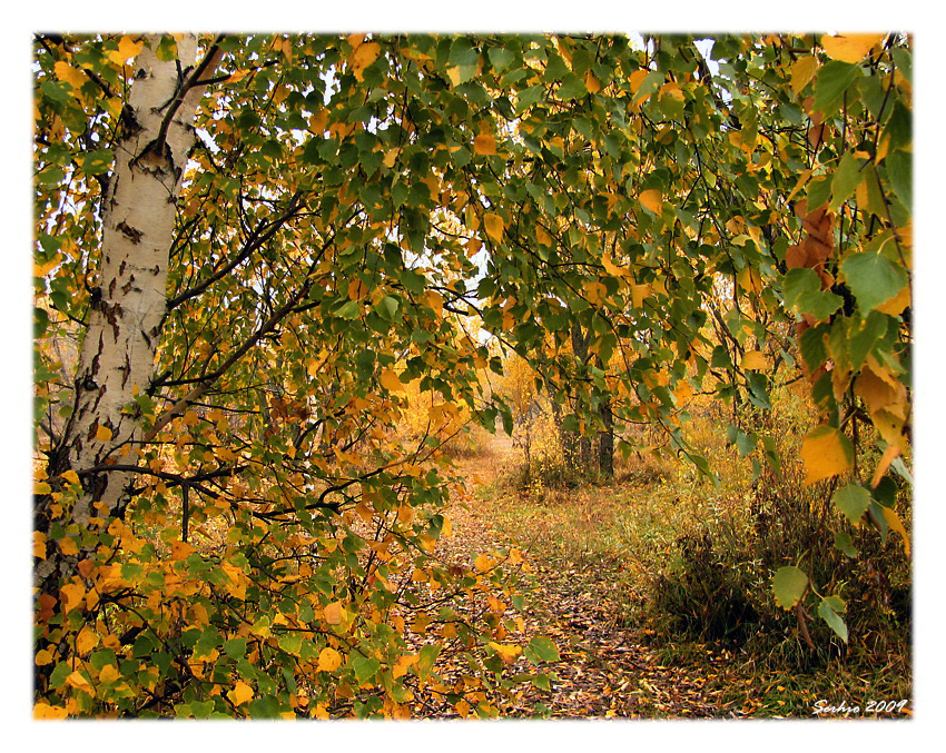 Фото жизнь - serg... - Природа, пейзажи - Берёзовая Осень...