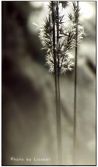 Фото жизнь (light) - Lizabet - цветы - ---