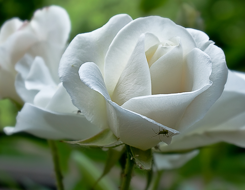 Фото жизнь (light) - Sinigla3ka - Цветы - Белая роза.