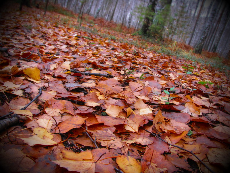 Фото жизнь - AlexSH - корневой каталог - Осеннее покрывало