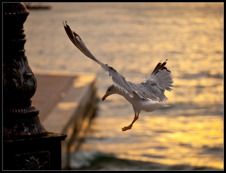 Фото жизнь (light) - Kirill Grekov - корневой каталог - На посадку...