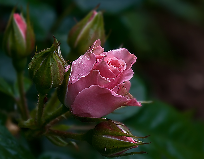 Фото жизнь (light) - Sinigla3ka - Цветы - После дождя.