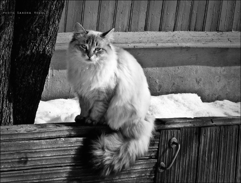 Фото жизнь (light) - dark-angel - Animals - пушистая зима