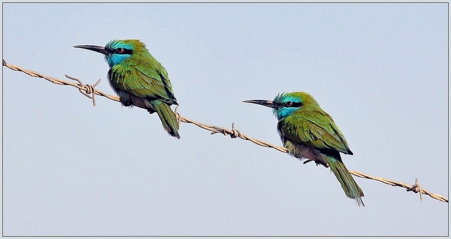 Двое из ларца одинаковых с лица....