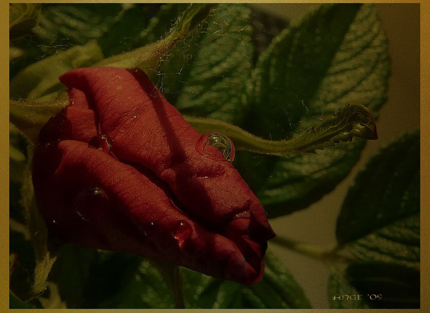 Фото жизнь (light) - Angela Wojtowska  - Цветы - Роза, роза, алый цвет... Посвящается Аиде