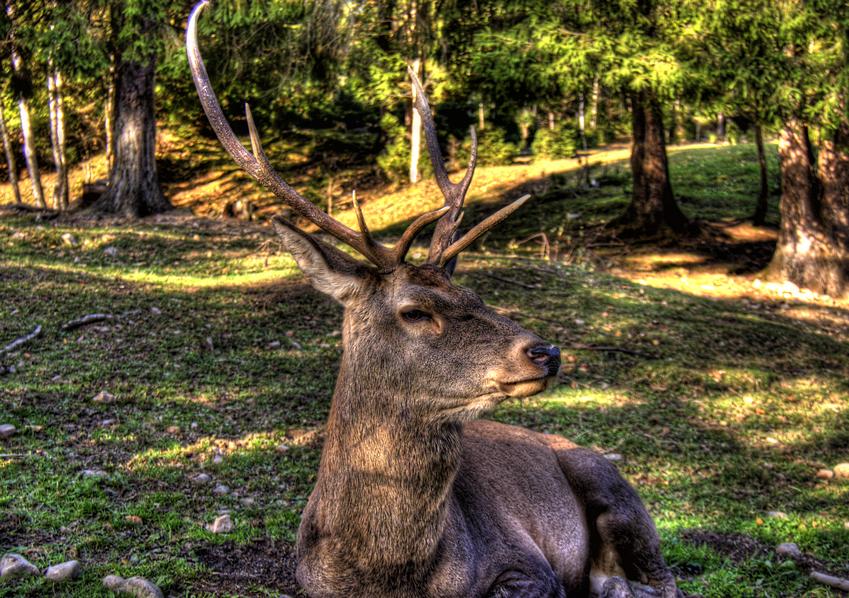 Фото жизнь (light) - Rostik - корневой каталог - Гордый