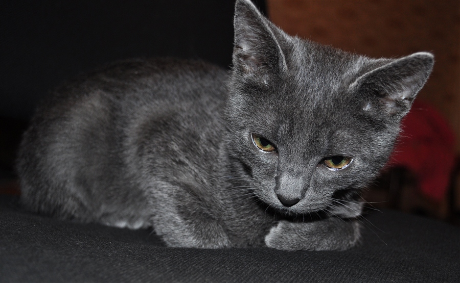 Кот