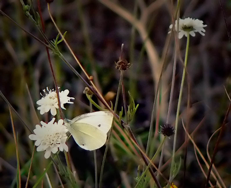 Фото жизнь (light) - Синицына Ольга - картины - последняя бабочка ушедшего лета