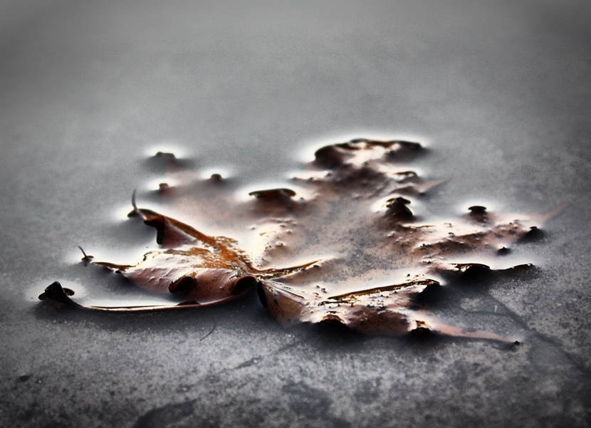 Фото жизнь (light) - Anisha - корневой каталог - "Блеснули влагой листья клена..."