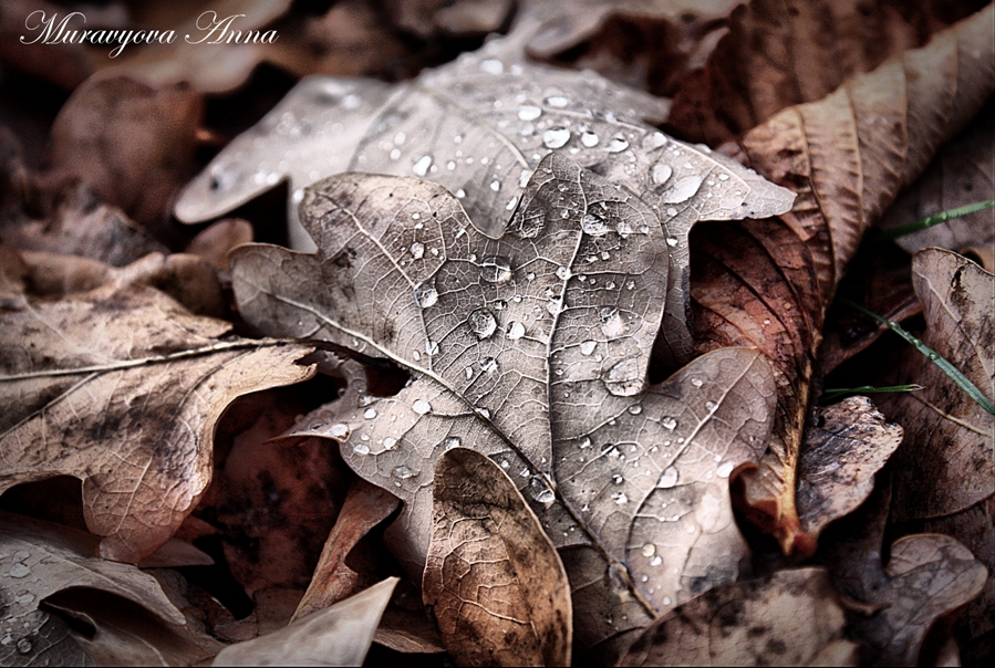 Фото жизнь (light) - Anisha - корневой каталог - "Осень, осень...Лес остыл и листья сбросил"