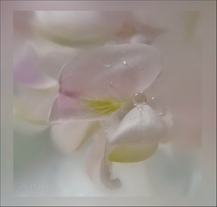 Фото жизнь (light) - Angela Wojtowska  -  МАКРО (цветы) - прикоснись душой...