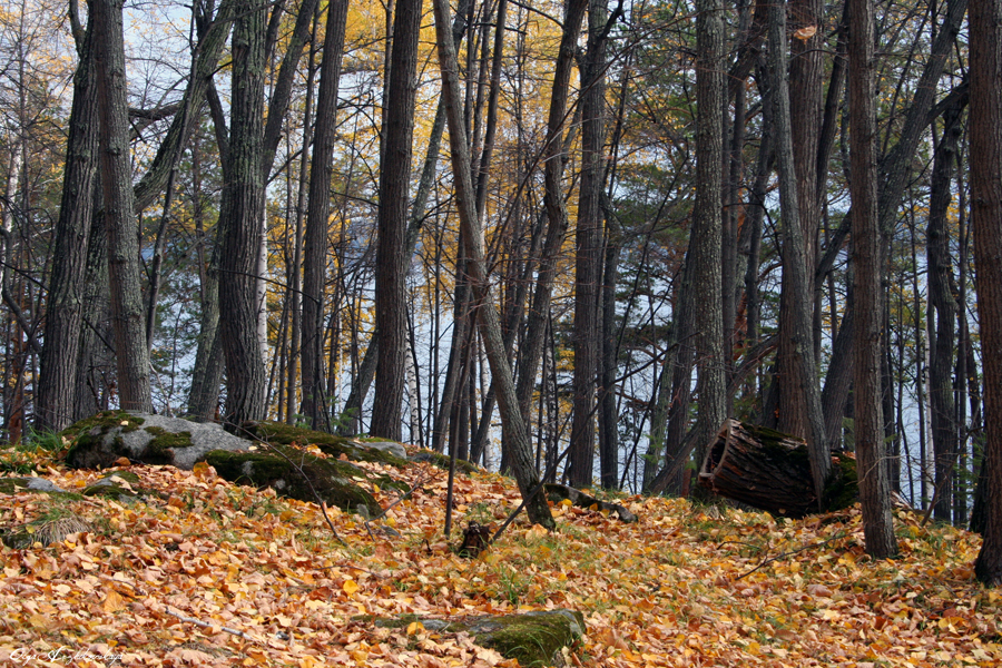 Фото жизнь (light) - Golubka - корневой каталог - Прозрачный лес в начале октября