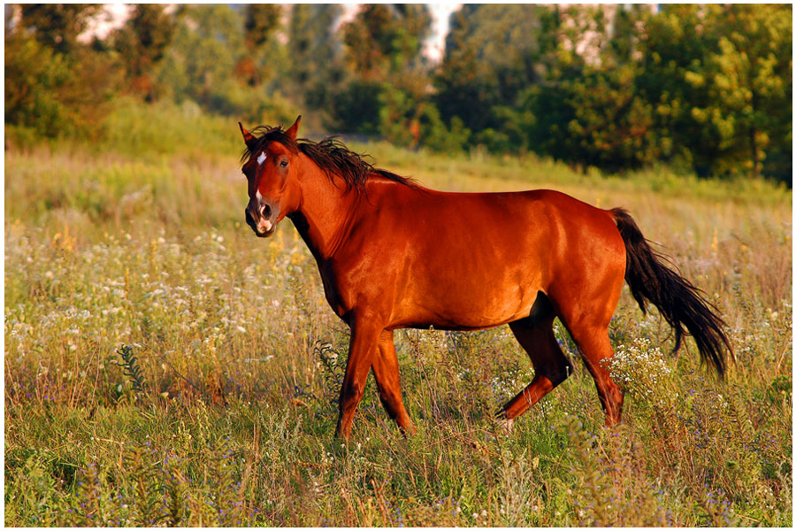 Фото жизнь - foalex - Животные - Огненный конь