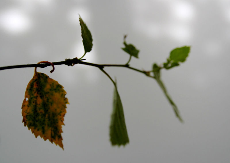 Фото жизнь (light) - Олег Высоцкий - корневой каталог - Последняя надежда