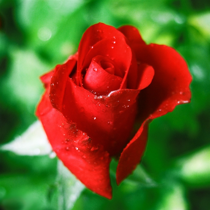 rose