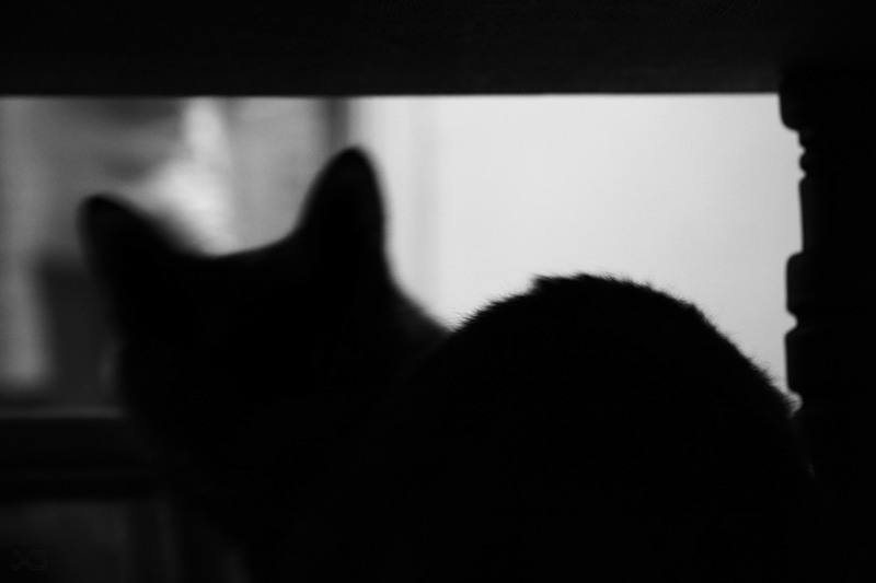Фото жизнь (light) - Xenia Garcia - Outdoor - Ночью все кошки...