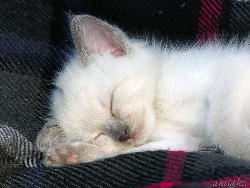 Фото жизнь (light) - Ant_kz - корневой каталог - Сладких снов...