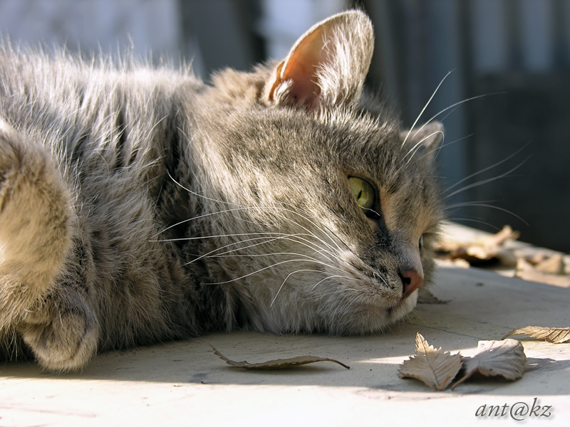 Фото жизнь (light) - Ant_kz - корневой каталог - Последние теплые дни...